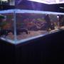 400 gallons freshwater fish tank (mostly fish and non-living decorations) - Wild Amazon