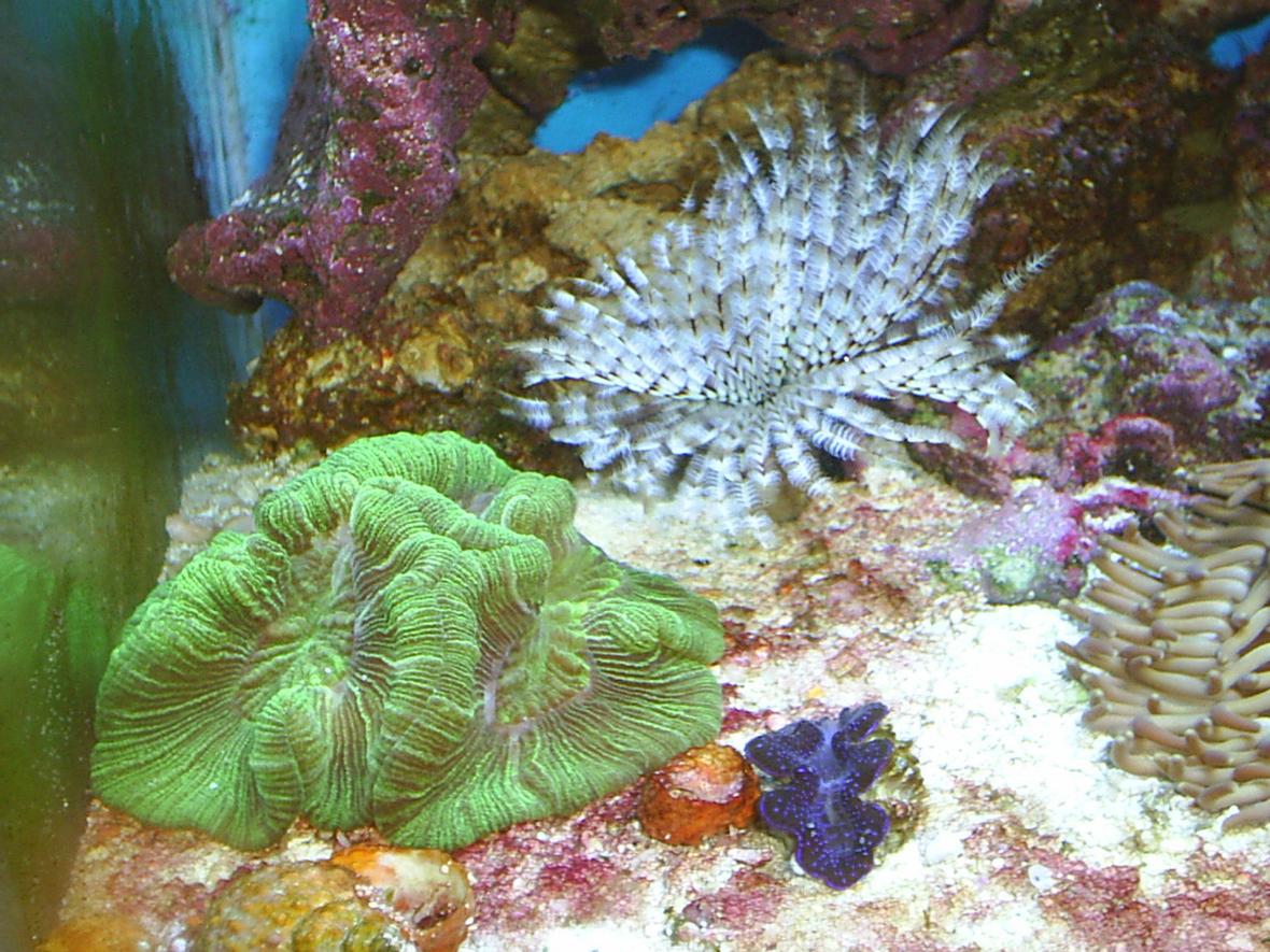 corals inverts - trachyphyllia radiata - brain coral, wellsophyllia stocking in 30 gallons tank - Brain Coral Feather Duster Blue Maxima Clam