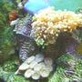 corals inverts - euphyllia paradivisa - frogspawn coral stocking in 30 gallons tank - Frogspawn Zoo's