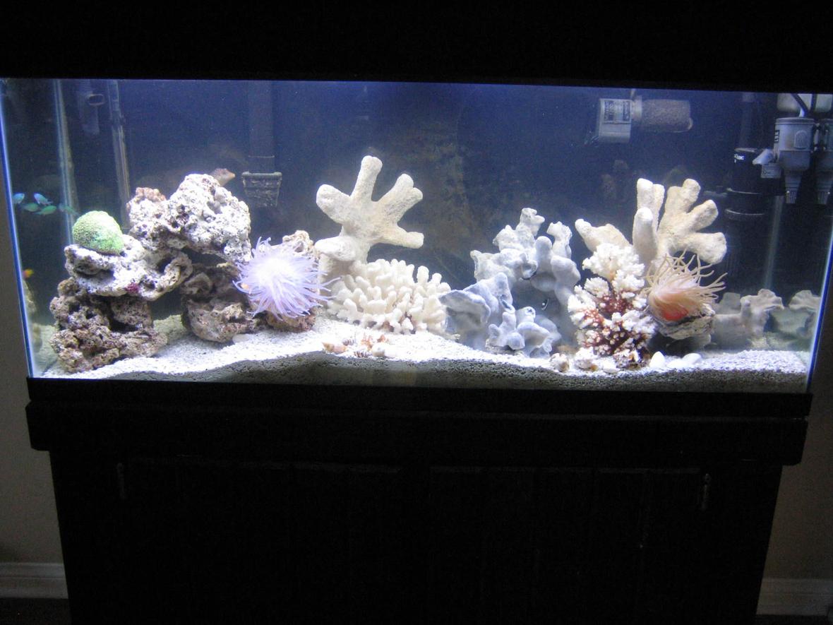 60 gallons reef tank (mostly live coral and fish) - JUST ANOTHER VEIW !