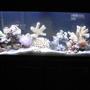 60 gallons reef tank (mostly live coral and fish) - JUST ANOTHER VEIW !