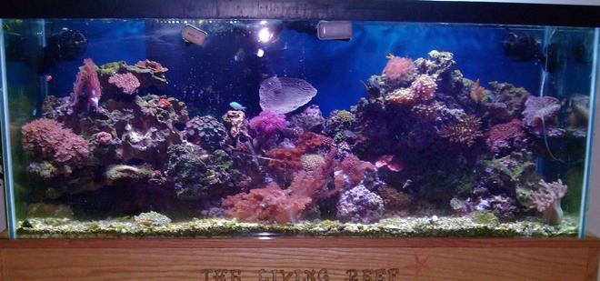 75 gallons reef tank (mostly live coral and fish) - 75 Gallon Mixed Reef