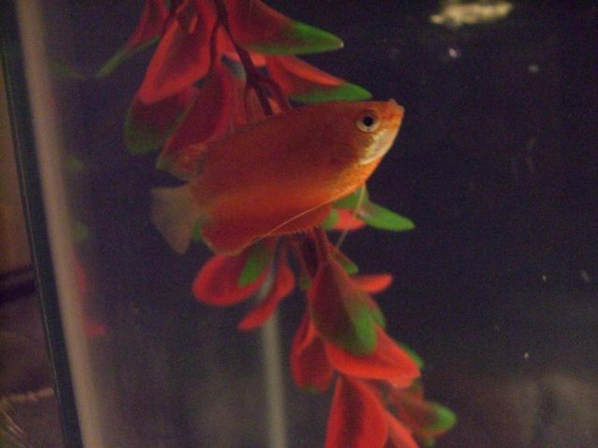 freshwater fish - colisa chuna - honey dwarf gourami stocking in 10 gallons tank - Honey gouramy