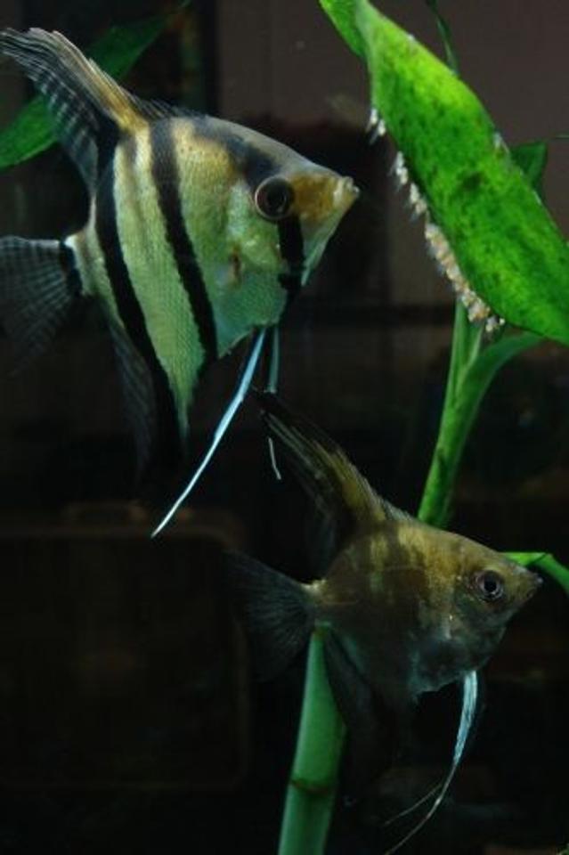 freshwater fish - pterophyllum scalare - angelfish stocking in 55 gallons tank - Dad (silver) and Mom (smokey), giving my camera lens the Evil Eye for zooming in on their fry. Pterophyllum scalare pair, Cerberus and Mocha.