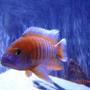 freshwater fish - aulonocara jacobfreibergi - eureka red stocking in 65 gallons tank - RED PEACOCK