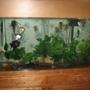 60 gallons freshwater fish tank (mostly fish and non-living decorations) - 60 g Natural oak set up,