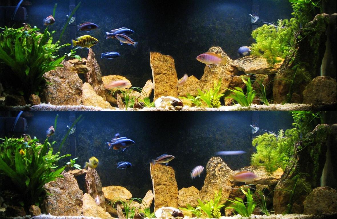 55 gallons freshwater fish tank (mostly fish and non-living decorations) - newest arrangement in our 55gal planted African Cichlid tank