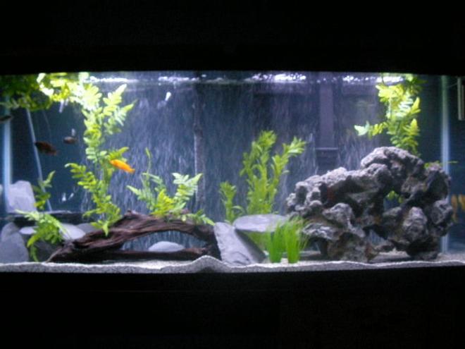 55 gallons freshwater fish tank (mostly fish and non-living decorations) - My 55 gallon mixed Cichlid tank