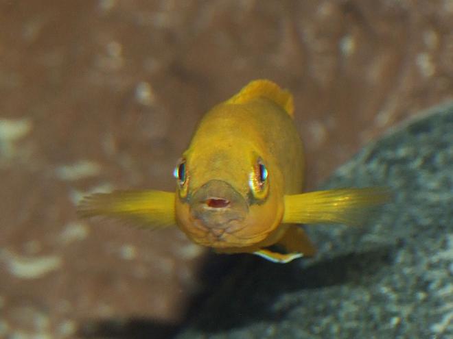 freshwater fish - neolamprologus leleupi - orange leleupi cichlid stocking in 79 gallons tank - Neolamprologus leleupi