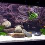 79 gallons freshwater fish tank (mostly fish and non-living decorations) - Tanganyika 300 today