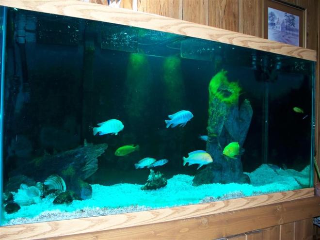 freshwater fish - metriaclima callainos - cobalt blue zebra cichlid stocking in 90 gallons tank - 90 gal.