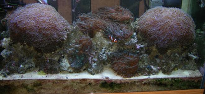 90 gallons reef tank (mostly live coral and fish) - Front Tank Shot