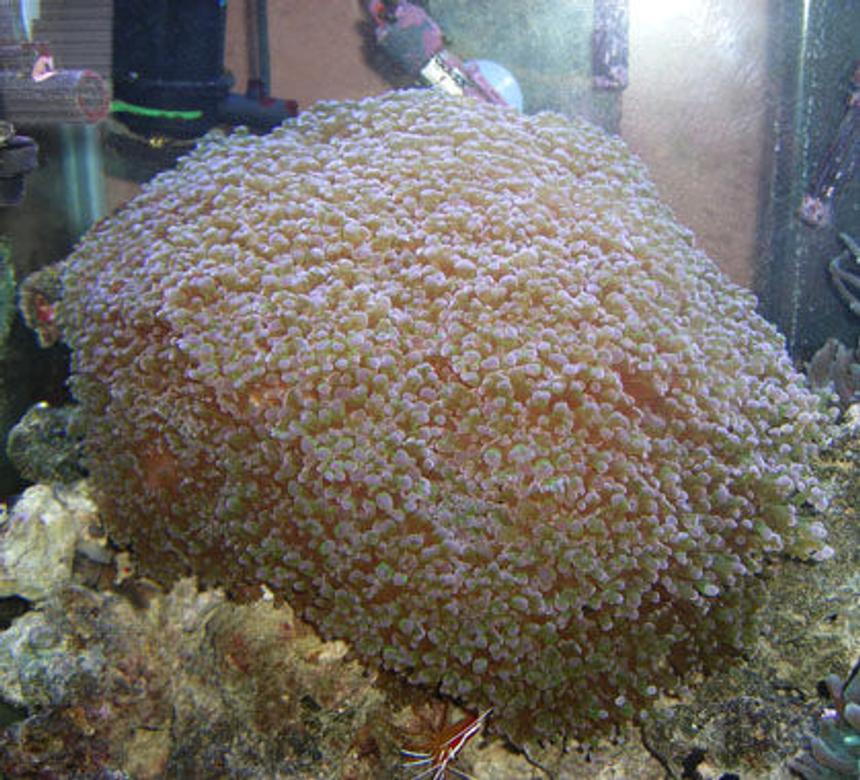 Rated #22: Corals Inverts - Euphyllia Paradivisa - Frogspawn Coral Stocking In 90 Gallons Tank - Frogspawn