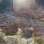 90 gallons reef tank (mostly live coral and fish) - Percula Clown & Anemone