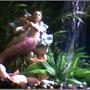 fish tank picture - every tank needs a mermaid to watch over her fish