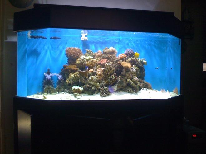 150 gallons reef tank (mostly live coral and fish) - my new 150 hex