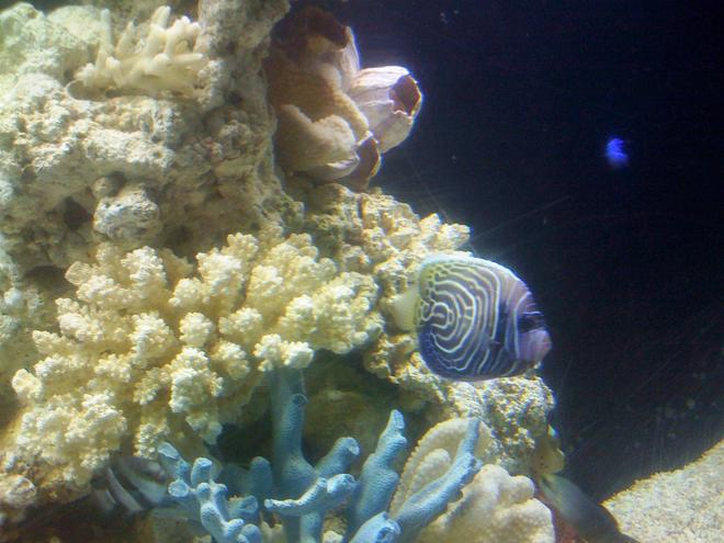 saltwater fish - pomacanthus imperator - imperator angelfish stocking in 150 gallons tank - my newest addtion and main reason for upgrading.