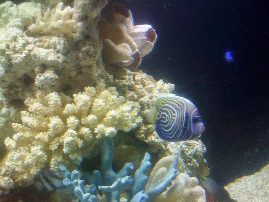 Rated #57: Saltwater Fish - Pomacanthus Imperator - Imperator Angelfish Stocking In 150 Gallons Tank - my newest addtion and main reason for upgrading.