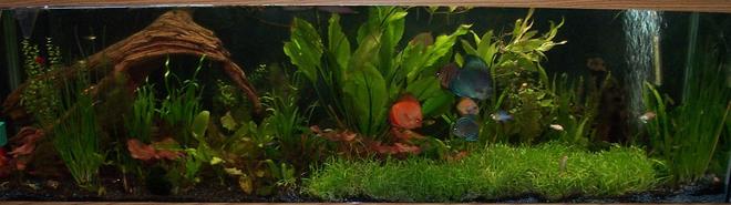 125 gallons planted tank (mostly live plants and fish) - a grown up picture of my tank, things getting to a point where they are just doing what they want with out much encouragement from me, other than regular feedings, co2, r/o water changes with added nutrients and supplements to keep trace elements in the tank for the plants and the fish. using peat moss in my canister filter along with a peat nylon bag buried in the back so it can't be seen, as an additive for the plants as well as a ph controller. hope you enjoy the newer look as much as i do, i can't wait for the micro grass carpet to finish growing across the front of the tank, once it does i am going to have to start moving plants to the 55 gallon and get that setup as all live plants with more discus and a large school of cardinal tetra along with about thirty or forty ghost shrimp.
