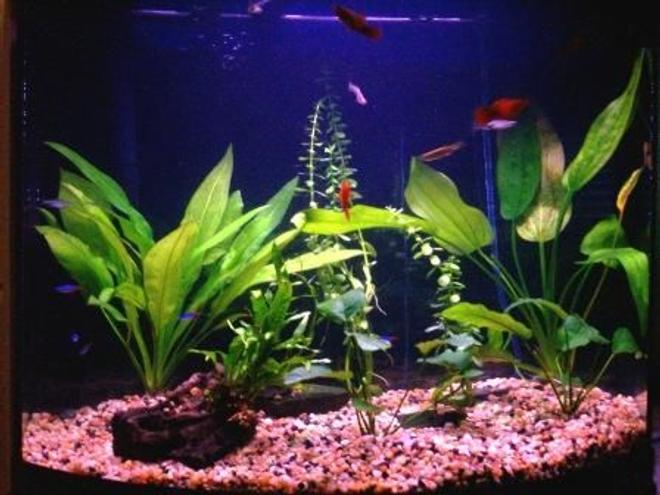 125 gallons freshwater fish tank (mostly fish and non-living decorations) - 29 Gallon All Glass bowfront, My first planted tank, 2x Amazon Sword, Moneywort, 2x Anubias Nana, and some Java Fern. Occupants are 5x Sunset Platys, 5x Zebra Danios, 5x Neon Tetra. Tetratec HOB filter w/heater, Nutrafin Co2 system.