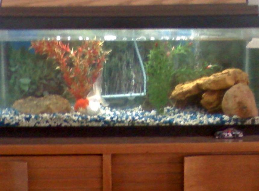 Rated #4136: 20 Gallons Freshwater Fish Tank - Freshwater tank with Japanese Oranda