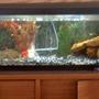 20 gallons freshwater fish tank (mostly fish and non-living decorations) - Freshwater tank with Japanese Oranda