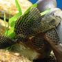 freshwater fish - hypostomus punctatus - trinidad pleco stocking in 75 gallons tank - 8" spotted Pleco strutting like a Peacock...