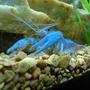 fish tank picture - The King of the tank...Blue Lobster...This guy will eat most anything...