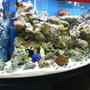 72 gallons saltwater fish tank (mostly fish, little/no live coral) - Antoher pic of my tank a little less blury