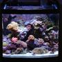 14 gallons reef tank (mostly live coral and fish) - Full Tank Shot