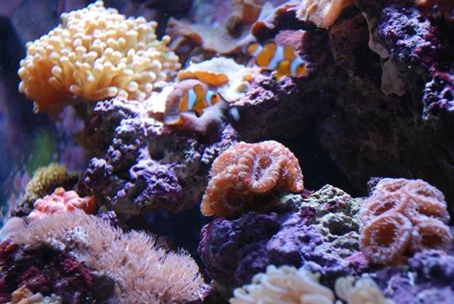 corals inverts - euphyllia paradivisa - frogspawn coral stocking in 14 gallons tank - Close up 1