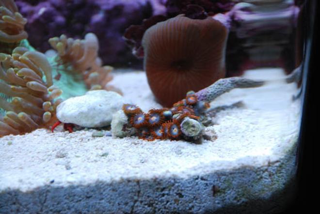 corals inverts - zoanthus sp. - goblin zoanthids stocking in 14 gallons tank - Close up 4
