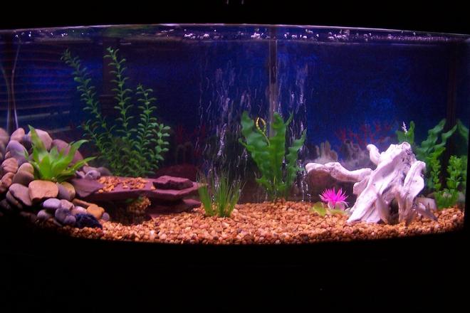 72 gallons freshwater fish tank (mostly fish and non-living decorations) - my 72g bowfront