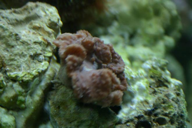corals inverts stocking in 29 gallons tank - again