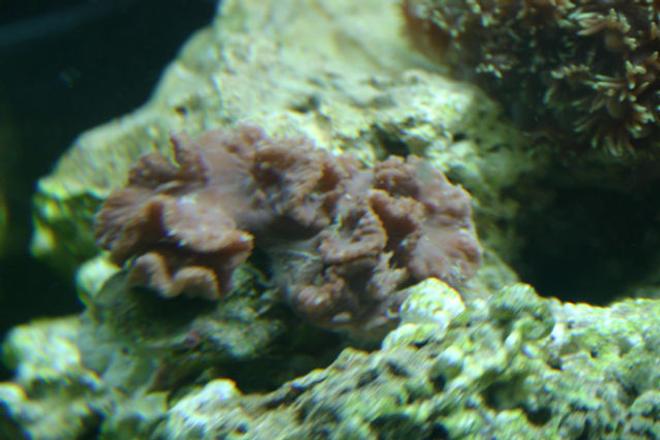 corals inverts - rhodactis inchoata - bullseye mushroom stocking in 29 gallons tank - don't know