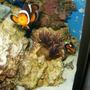 saltwater fish - amphiprion ocellaris - ocellaris clownfish stocking in 72 gallons tank - Mated pair of clowns and rose anemone