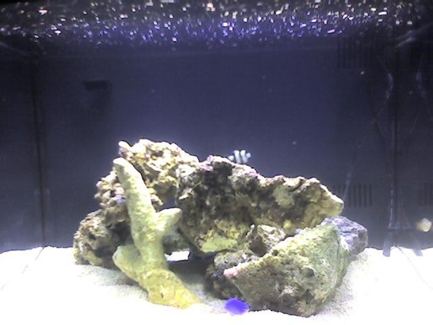 Rated #234: 29 Gallons Reef Tank - 2 months ago