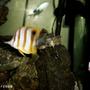 saltwater fish - chelmon rostratus - copperband butterflyfish stocking in 48 gallons tank - My copper #1
