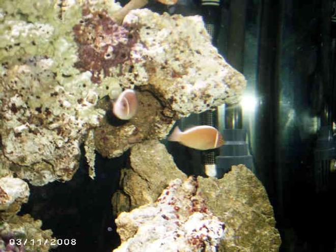 saltwater fish - amphiprion perideraion - pink skunk clownfish stocking in 48 gallons tank - skunks