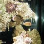 saltwater fish - amphiprion perideraion - pink skunk clownfish stocking in 48 gallons tank - skunks