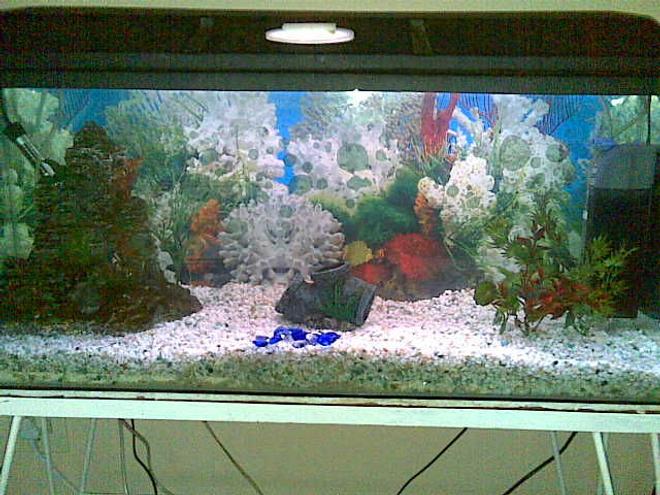 20 gallons reef tank (mostly live coral and fish) - setting up 200watt heater, 700l/h dolphon internal filter 20watt florecent light