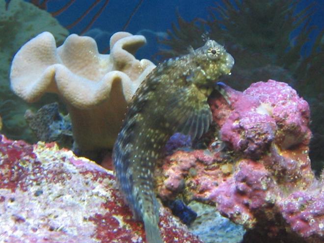 75 gallons saltwater fish tank (mostly fish, little/no live coral) - Lawnmower Blenny