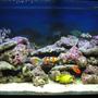75 gallons saltwater fish tank (mostly fish, little/no live coral) - Tank Full View