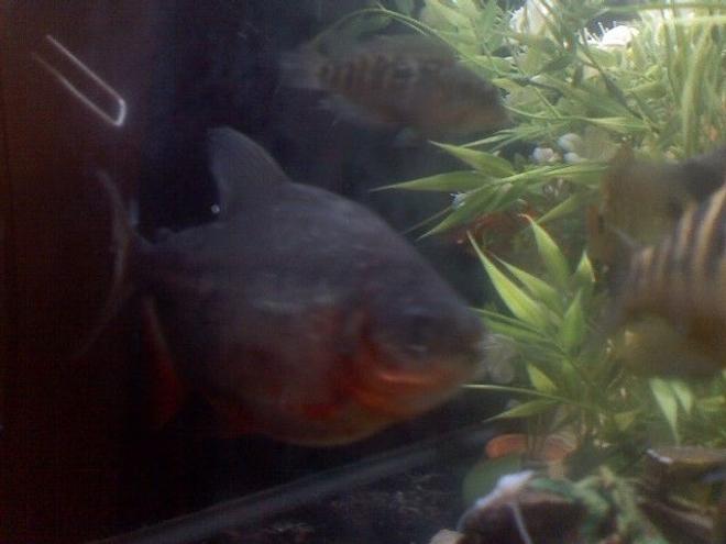 freshwater fish - piaractus brachypomum - red belly pacu stocking in 60 gallons tank - MY PACUIS ABOUT 4 INCHES BUT VERY THICK