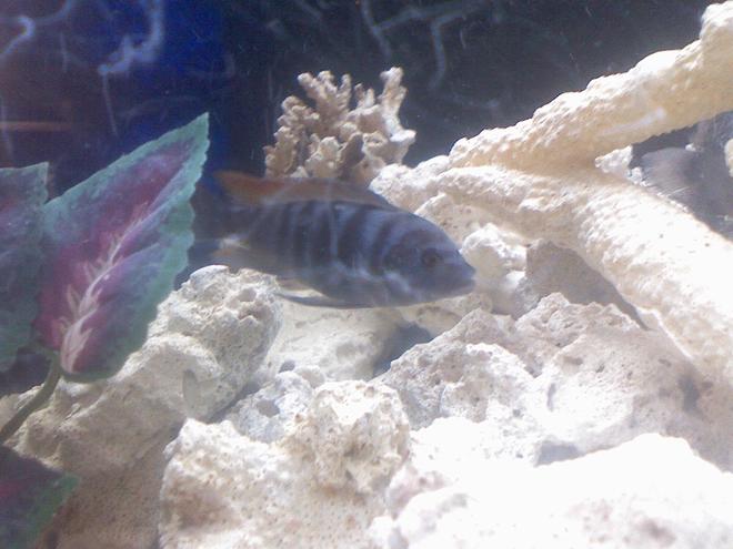 freshwater fish - pundamilia nyererei - nyererei hap stocking in 60 gallons tank - STILL A BABY