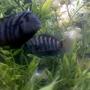 freshwater fish - nandopsis salvini - salvini cichlid stocking in 60 gallons tank - THEY REALLY LOVE EACH OTHER