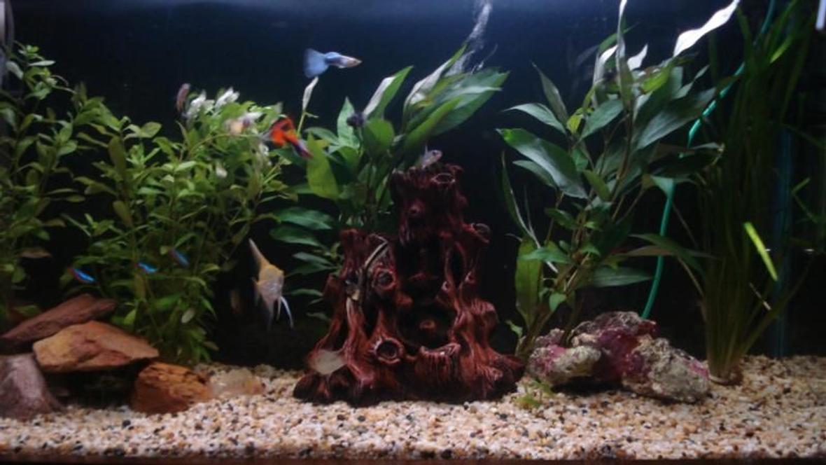 33 gallons freshwater fish tank (mostly fish and non-living decorations) - just started my planted tank photo of it in early stages