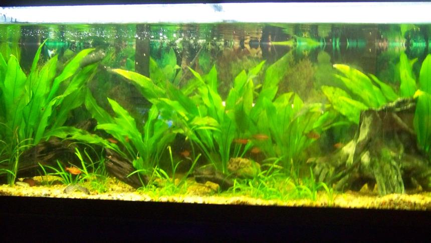 Rated #110: 75 Gallons Planted Tank - Amazon themed tank that has been set up for a while with discus soon to come.  Amazon Swords, Dwarf Sagitarrius, Red Serpae Tetra's and Schwartzii Corycats.