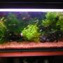 41 gallons freshwater fish tank (mostly fish and non-living decorations) - some plants and driftwood