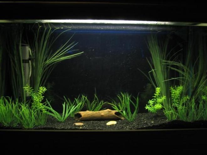 30 gallons planted tank (mostly live plants and fish) - my 3ft tank with 2 pakistani loaches both hiding in the log.
